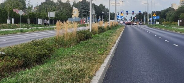 Pas zieleni z nasadzeniami obok jezdni.