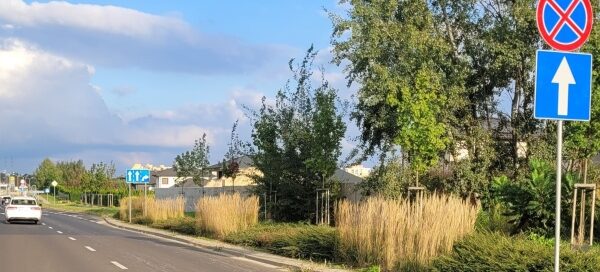 Pas zieleni z nasadzeniami obok jezdni.