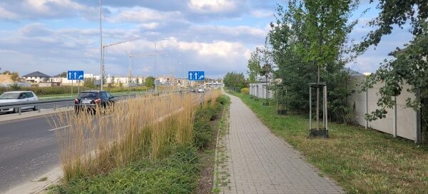 Pas zieleni z nasadzeniami pomiędzy chodnikiem a jezdnią.