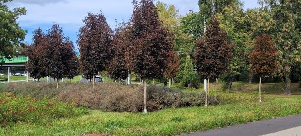 Droga i pas zieleni.