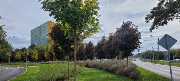 Pas zieleni. W tle wieżowiec.