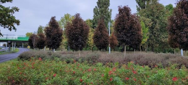 Roślinność na pasie zieleni.