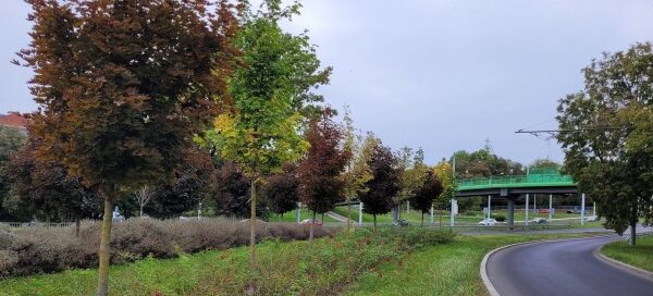 Droga, obok pas zieleni z nasadzeniami.