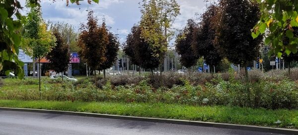 Droga i pas zieleni.