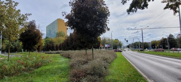 Pas zieleni przy drodze.