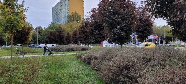 Pas zieleni. W tle wieżowiec.