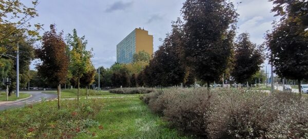 Pas zieleni. W tle wieżowiec.