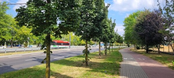 Pas roślinności oddzielający chodnik od ulicy.