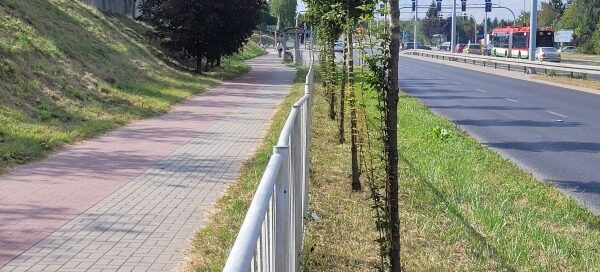 Pas roślinności oddzielający ścieżkę rowerową i chodnik od ulicy.