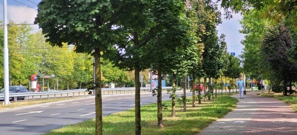 Pas roślinności pomiędzy chodnikiem a ulicą.