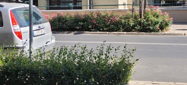 Żywopłot po obu stronach jezdni.