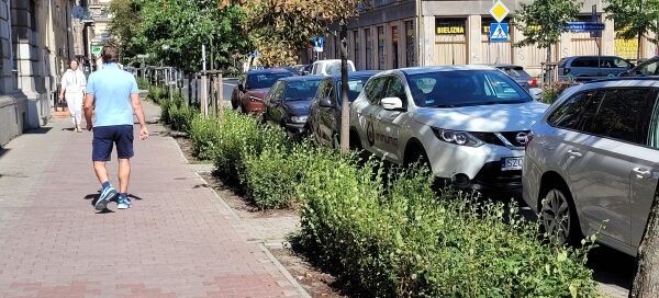 Pas roślinności obok chodnika.