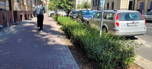 Żywopłot przy chodniku.