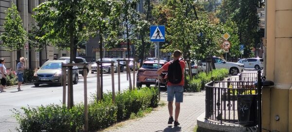 Żywopłot i drzewa przy chodniku.