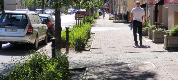 Żywopłot i drzewa przy chodniku.