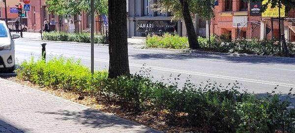 Pas roślinności oddzielający chodnik i jezdnię.