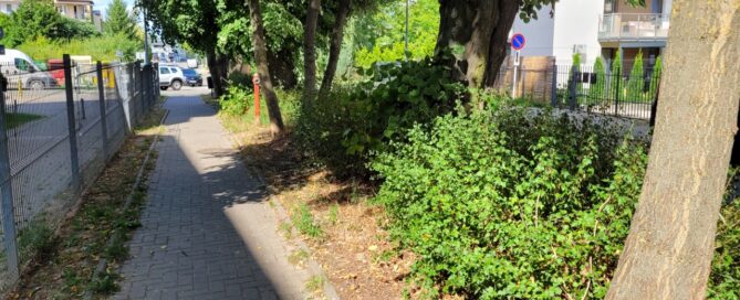 Roślinność obok chodnika.