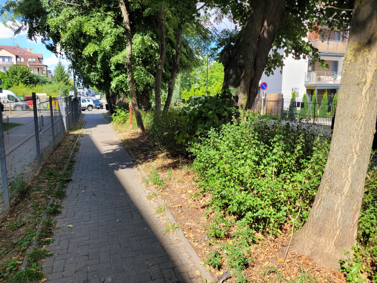 Roślinność obok chodnika.