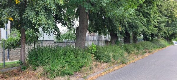 Roślinność obok ulicy.