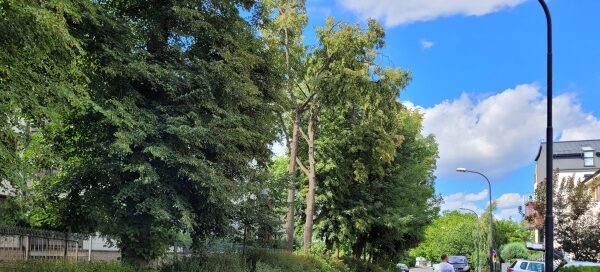 Roślinność obok ulicy.