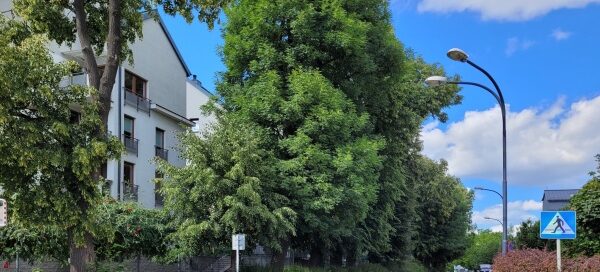 Roślinność obok ulicy.