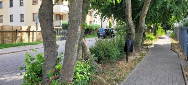 Pas roślinności oddzielający chodnik od ulicy.