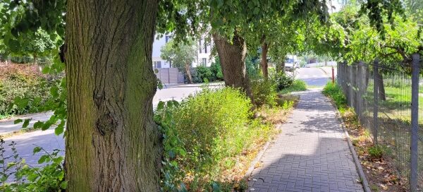 Roślinność obok chodnika.