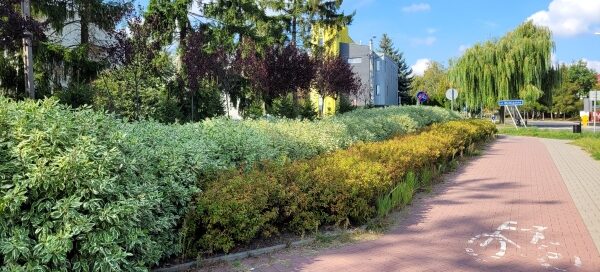 Pas roślinności obok ścieżki rowerowej.