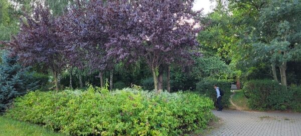 Roślinność obok chodnika.