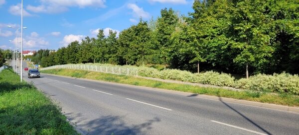 Pas zieleni obok jezdni.