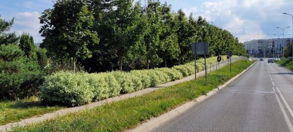 Pas roślinności obok ulicy.