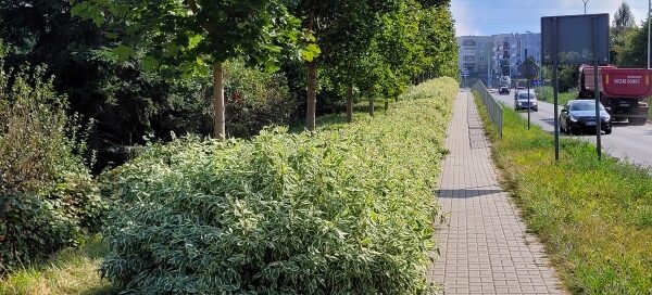 Roślinność obok chodnika.