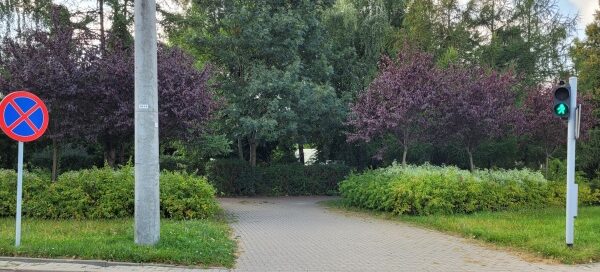 Roślinność obok ulicy.