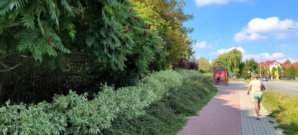 Roślinność obok ścieżki rowerowej i chodnika.
