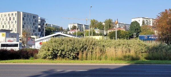 Pas zieleni z nasadzeniami obok jezdni.