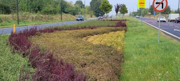 Krzewy w pasie roślinności między dwiema ulicami.