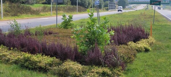 Krzewy w pasie roślinności między dwiema ulicami.