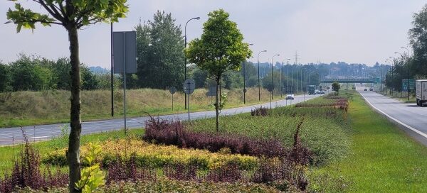 Drzewa i krzewy w pasie roślinności między dwiema ulicami.