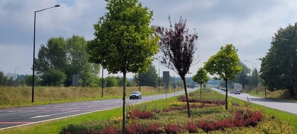 Drzewa i krzewy w pasie roślinności między dwiema ulicami.