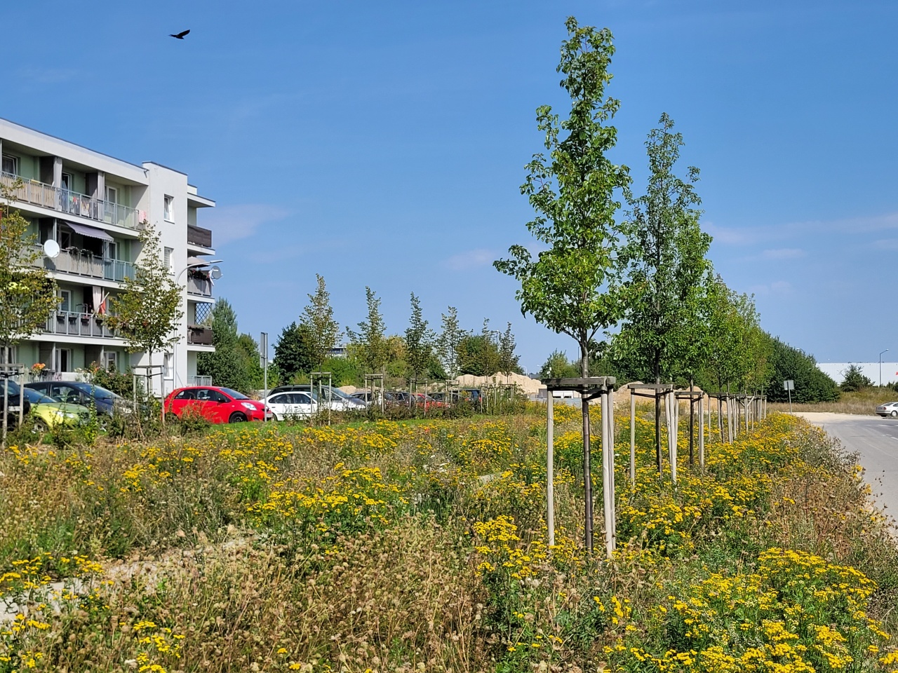 Teren zielony z nasadzeniami drzew. W tle widoczny blok.