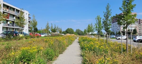 Roślinność po obu stronach chodnika.