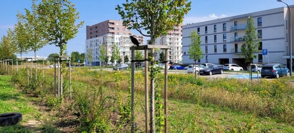 Teren zielony z nasadzeniami drzew. W tle widoczny blok.