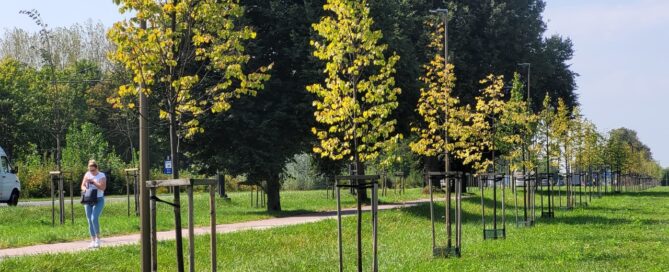 Teren trawiasty z nasadzeniami drzew.