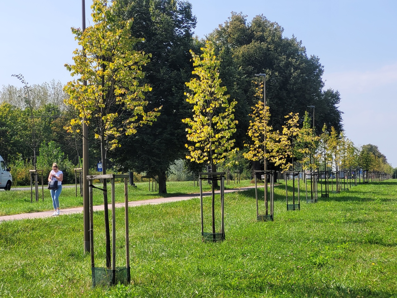 Teren trawiasty z nasadzeniami drzew.