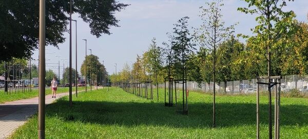 Teren trawiasty z nasadzeniami drzew.