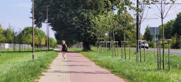 Teren trawiasty z nasadzeniami drzew, obok ścieżki rowerowej i chodnika.