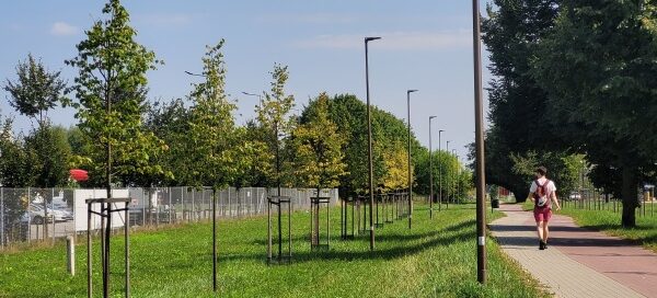 Teren trawiasty z nasadzeniami drzew, obok ścieżki rowerowej i chodnika.