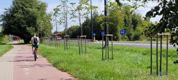 Szeroki pas trawnika z nasadzeniami drzew, pomiędzy chodnikiem a ulicą.