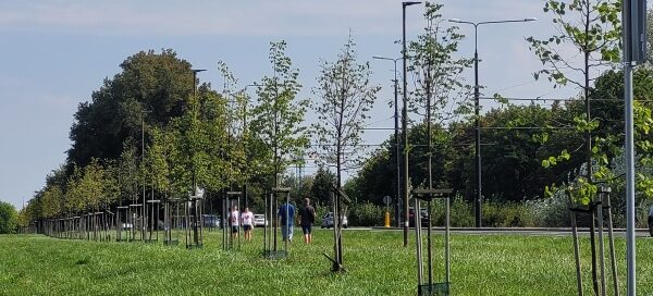 Teren trawiasty z nasadzeniami drzew.