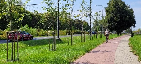 Teren trawiasty z nasadzeniami drzew, obok ścieżki rowerowej i chodnika.